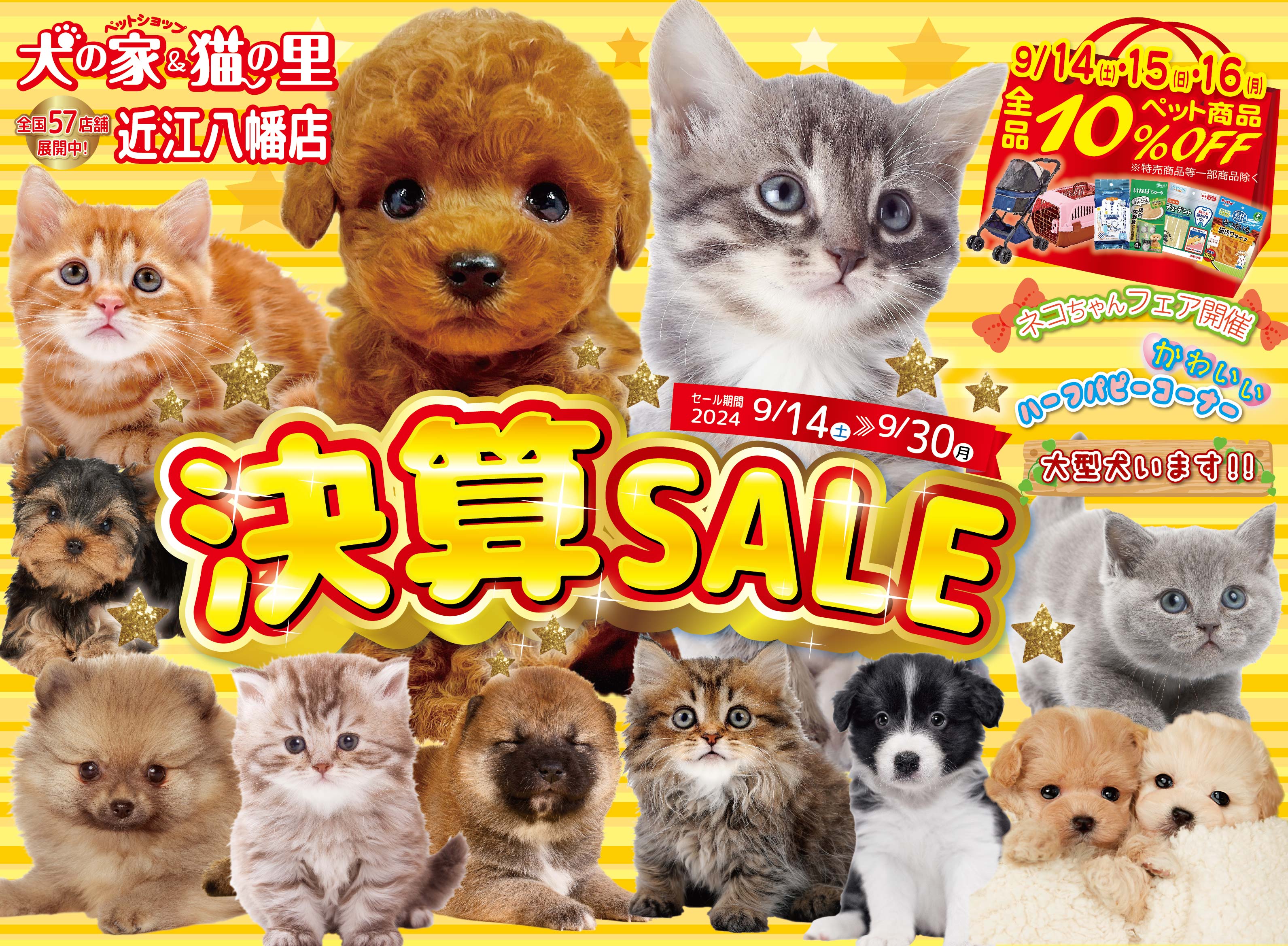 最新セール情報【決算セール・近江八幡店】 | ペットショップ 犬の家